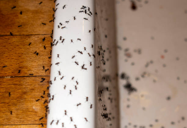 Pest Control for Restaurants in Shady Side, MD
